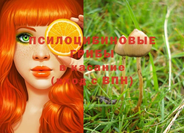 прущие грибы Покров